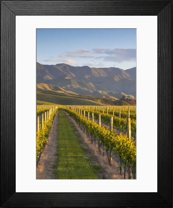Framed Print : Vine rows and dramatic landscape illuminated at sunset, Blenheim, Marlborough, South Framed Print : Vine rows and dramatic landscape illuminated at sunset, Blenheim, Marlborough, South