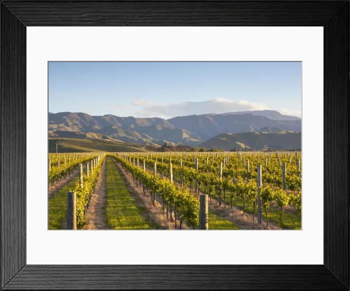 Framed Print : Vine rows and dramatic landscape illuminated at sunset, Blenheim, Marlborough, South Framed Print : Vine rows and dramatic landscape illuminated at sunset, Blenheim, Marlborough, South