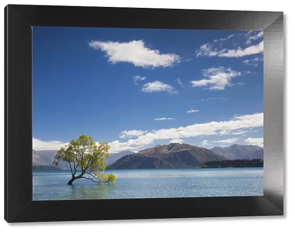 New Zealand, South Island, Otago, Wanaka, Lake Wanaka, solitary tree