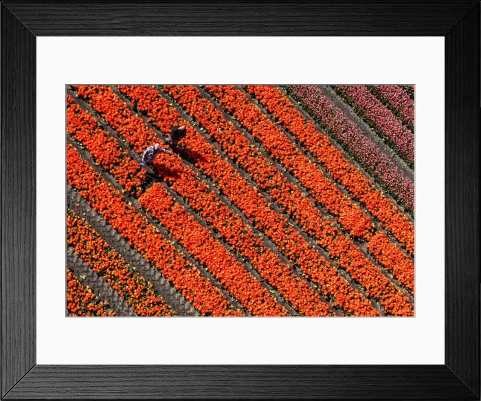 Framed Print : Aerial view of the tulip fields in North Holland, The Netherlands Framed Print : Aerial view of the tulip fields in North Holland, The Netherlands