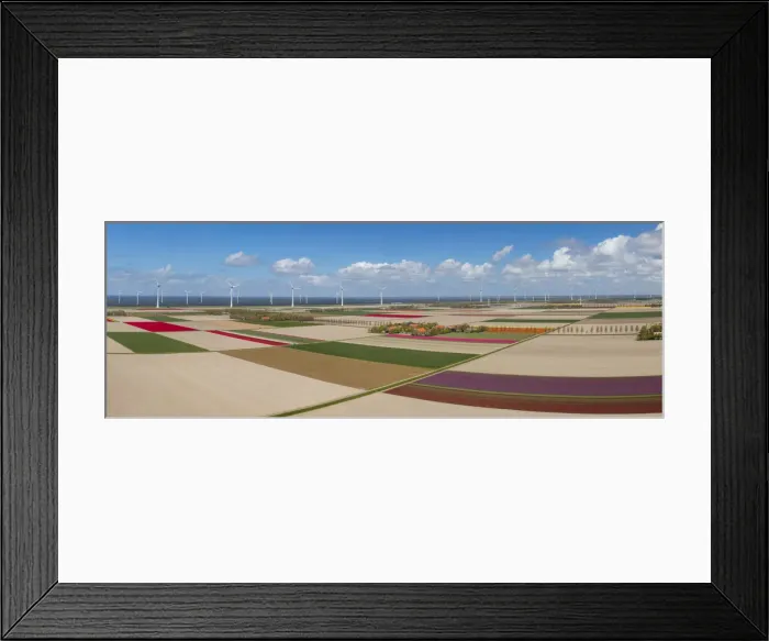 Framed Print : Panoramic aerial view of the tulip fields in North Holland, The Netherlands