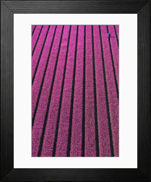 Framed Print : Aerial view of the tulip fields in North Holland, The Netherlands Framed Print : Aerial view of the tulip fields in North Holland, The Netherlands