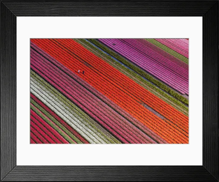 Framed Print : Aerial view of the tulip fields in North Holland, The Netherlands Framed Print : Aerial view of the tulip fields in North Holland, The Netherlands