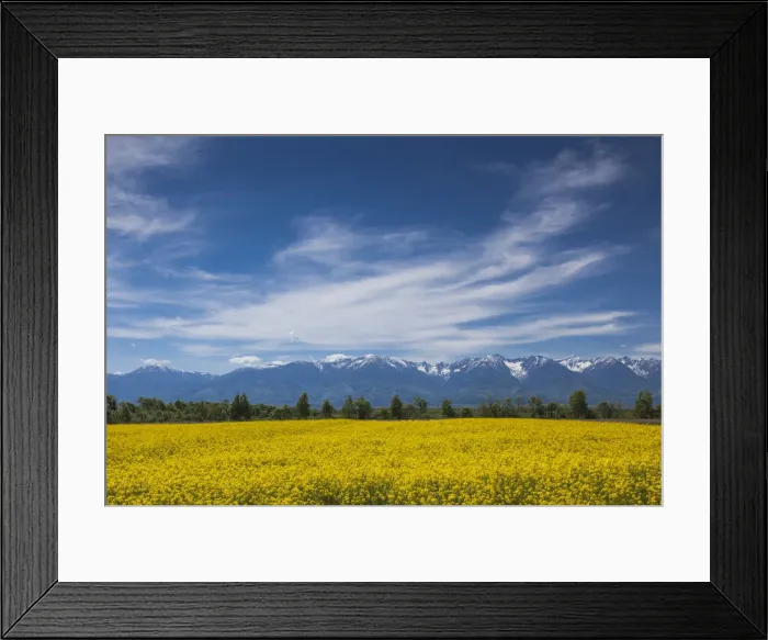 Framed Print : Romania, Transylvania, Fagaras, Fagaras Mountains and rapeseed field, spring Framed Print : Romania, Transylvania, Fagaras, Fagaras Mountains and rapeseed field, spring