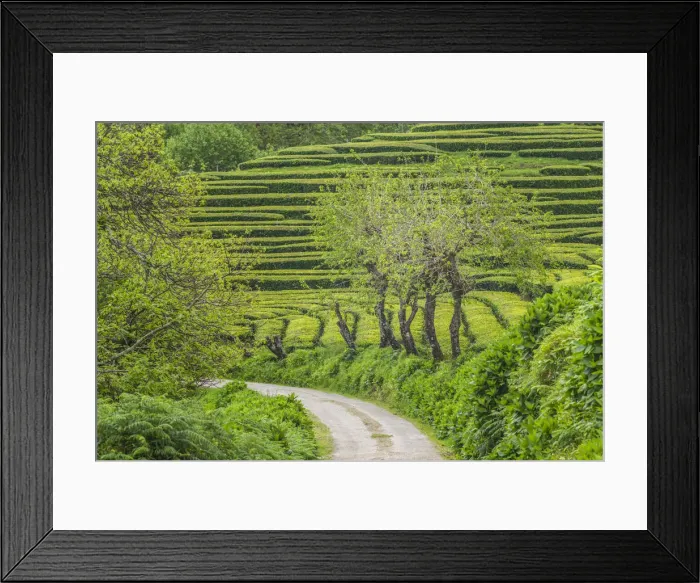 Framed Print : Portugal, Azores, Sao Miguel Island, Gorreana of the last tea plantation in Europe Framed Print : Portugal, Azores, Sao Miguel Island, Gorreana of the last tea plantation in Europe