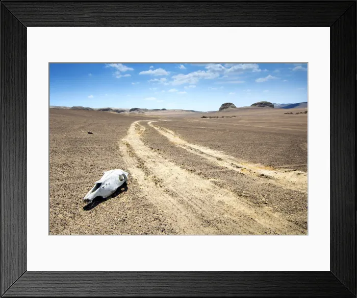Framed Print : Peru, Ocucaje Desert, One Of The Driest Places On Earth, Sun Bleached Animal Skull Framed Print : Peru, Ocucaje Desert, One Of The Driest Places On Earth, Sun Bleached Animal Skull