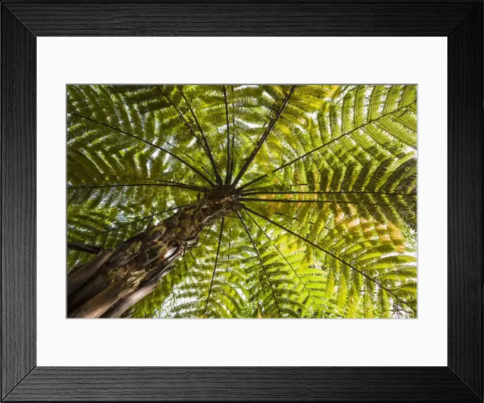 Framed Print : Portugal, Azores, Sao Miguel Island, Furnas, Terra Nostra Garden Framed Print : Portugal, Azores, Sao Miguel Island, Furnas, Terra Nostra Garden