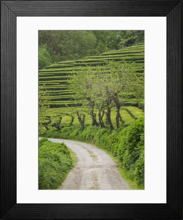 Framed Print : Portugal, Azores, Sao Miguel Island, Gorreana of the last tea plantation in Europe