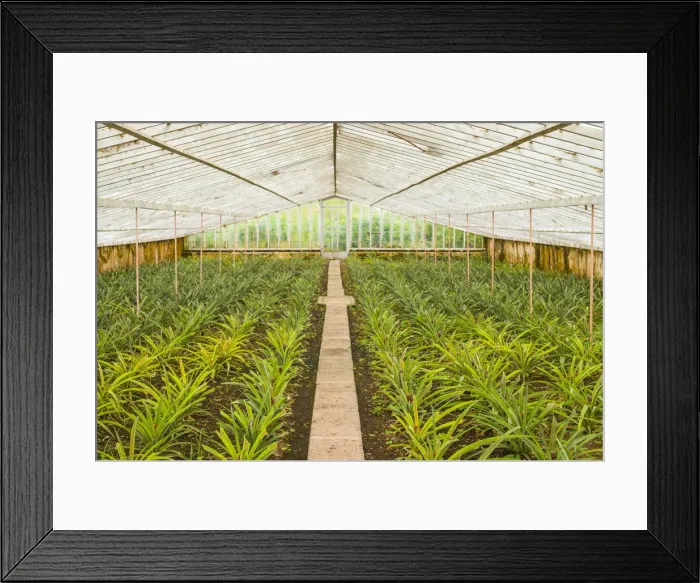 Framed Print : Portugal, Azores, Sao Miguel Island, Ponta Delgada, native Sao Miguel pineapples inside Framed Print : Portugal, Azores, Sao Miguel Island, Ponta Delgada, native Sao Miguel pineapples inside