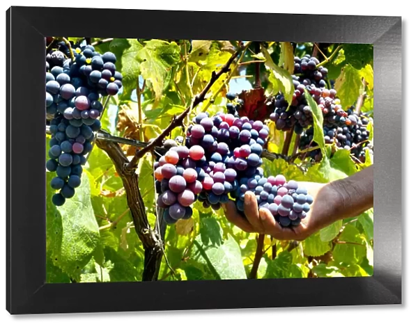 Tabernero Winery & Vineyards, Pisco Producer, Grape Brandy, Chincha Alta, Valley OF