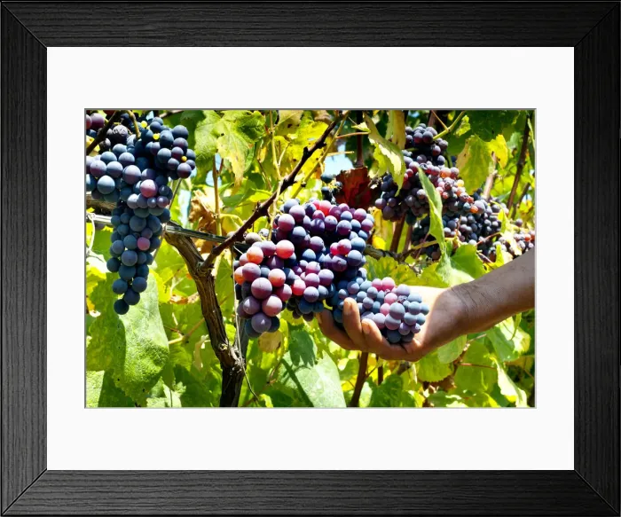 Framed Print : Tabernero Winery & Vineyards, Pisco Producer, Grape Brandy, Chincha Alta, Valley OF Framed Print : Tabernero Winery & Vineyards, Pisco Producer, Grape Brandy, Chincha Alta, Valley OF