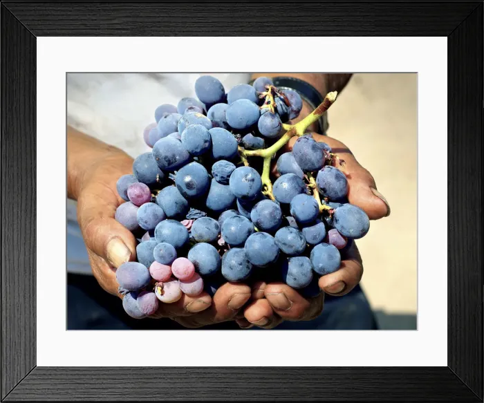 Framed Print : Tabernero Winery & Vineyards, Pisco Producer, Grape Brandy, Chincha Alta, Valley