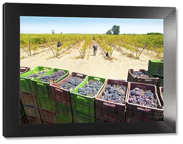 Tabernero Winery & Vineyards, Pisco Producer, Grape Brandy, Chincha Alta, Valley