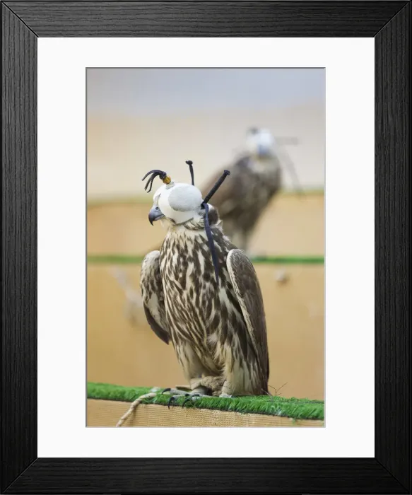 Framed Print : Qatar, Doha, Falcon Souq, market of Falcon birds for sale for Falcon hunting