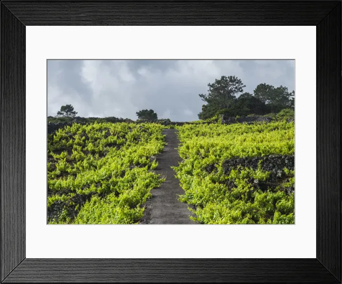 Framed Print : Portugal, Azores, Pico Island, Cabritos, vineyard in volcanic stone