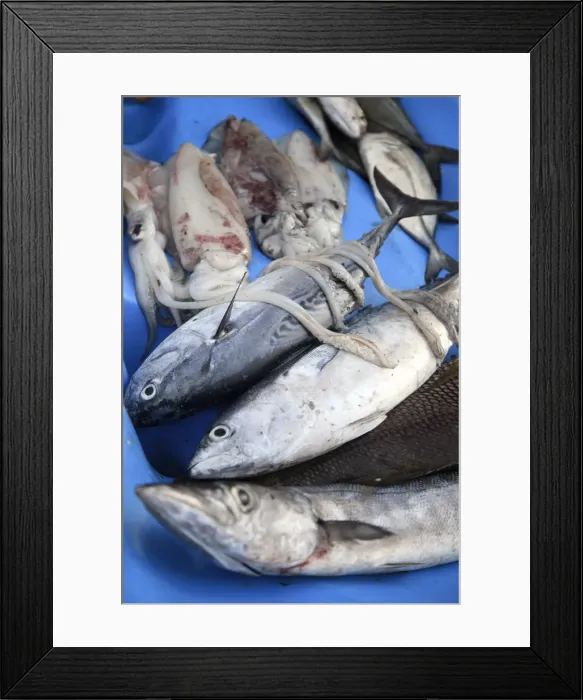 Framed Print : Philippines, Palawan, Culion Island, fresh catch