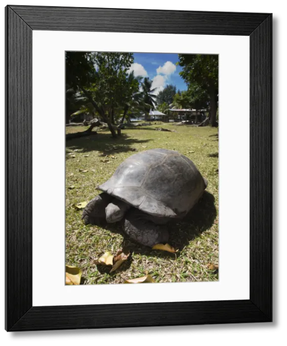 Framed Print : Seychelles, Curieuse Island, Giant Tortoise Farm, Aldabra Giant Tortoise, aldabrachelys Framed Print : Seychelles, Curieuse Island, Giant Tortoise Farm, Aldabra Giant Tortoise, aldabrachelys