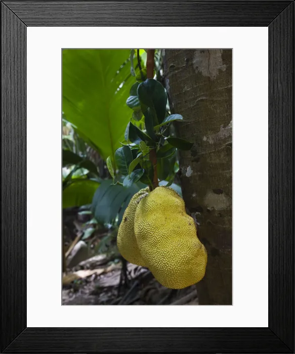 Framed Print : Seychelles, Praslin Island, Vallee de Mai National Park, Jackfruit, artocarpus Framed Print : Seychelles, Praslin Island, Vallee de Mai National Park, Jackfruit, artocarpus