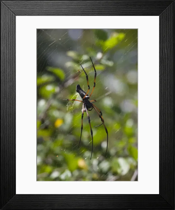 Framed Print : Seychelles, Praslin Island, Vallee de Mai National Park, Palm Spider, nephila inaurita