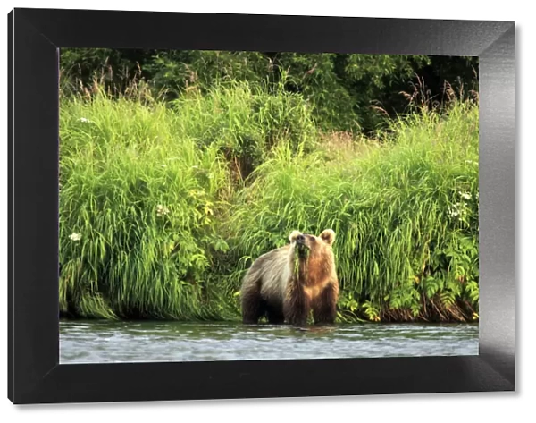 Brown bear, Ursus arctos, Opala river, Kamchatka Peninsula, Russia