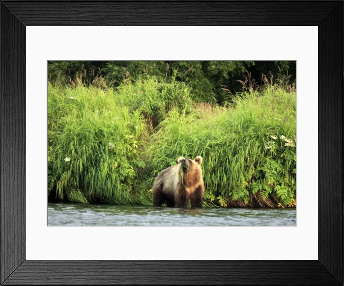 Framed Print : Brown bear, Ursus arctos, Opala river, Kamchatka Peninsula, Russia Framed Print : Brown bear, Ursus arctos, Opala river, Kamchatka Peninsula, Russia