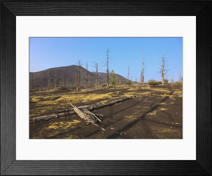 Framed Print : Dead forest near Tolbachik volcano, Kamchatka Peninsula, Russia Framed Print : Dead forest near Tolbachik volcano, Kamchatka Peninsula, Russia