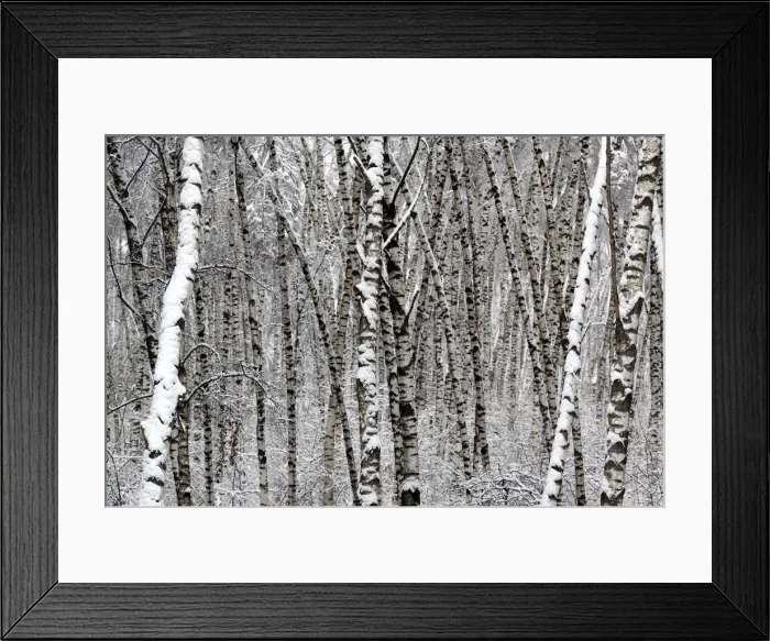 Framed Print : Forest at winter, Moscow, Russia Framed Print : Forest at winter, Moscow, Russia