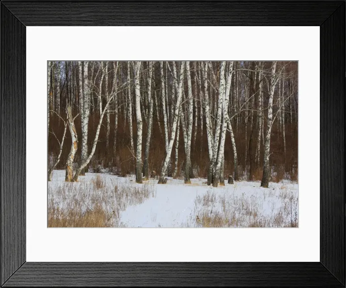 Framed Print : Winter forest, Moscow region, Russia Framed Print : Winter forest, Moscow region, Russia