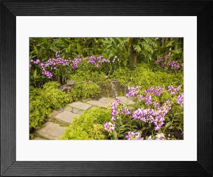 Framed Print : Orchid garden, Singapore Botanic Gardens, Singapore Framed Print : Orchid garden, Singapore Botanic Gardens, Singapore