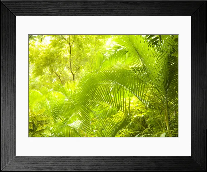 Framed Print : Singapore Botanic Gardens, Singapore Framed Print : Singapore Botanic Gardens, Singapore