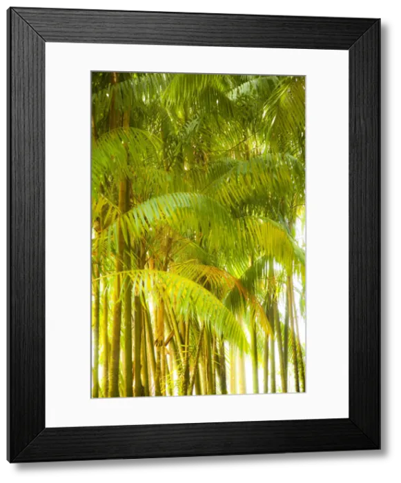 Framed Print : Singapore Botanic Gardens, Singapore Framed Print : Singapore Botanic Gardens, Singapore