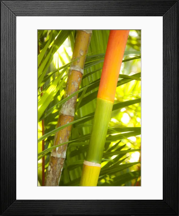 Framed Print : Singapore Botanic Gardens, Singapore