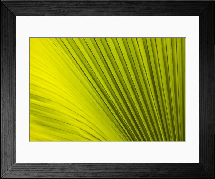 Framed Print : Singapore Botanic Gardens, Singapore Framed Print : Singapore Botanic Gardens, Singapore