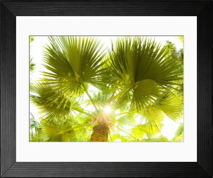 Framed Print : Singapore Botanic Gardens, Singapore
