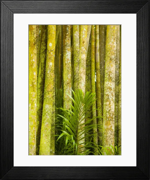 Framed Print : Singapore Botanic Gardens, Singapore Framed Print : Singapore Botanic Gardens, Singapore