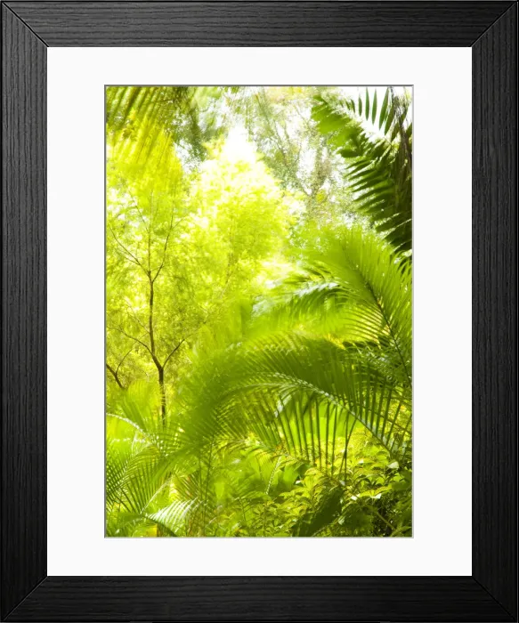 Framed Print : Singapore Botanic Gardens, Singapore