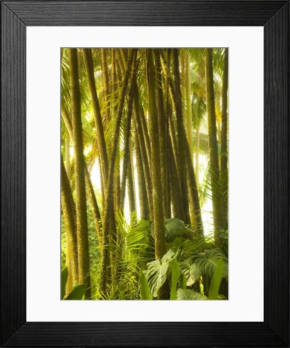 Framed Print : Singapore Botanic Gardens, Singapore Framed Print : Singapore Botanic Gardens, Singapore