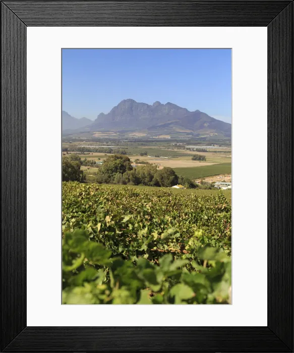 Framed Print : South Africa, Western Cape, Paarl, Fairview Wine Estate