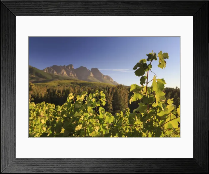 Framed Print : South Africa, Western Cape, Paarl, Doolhof Wine Estate Framed Print : South Africa, Western Cape, Paarl, Doolhof Wine Estate