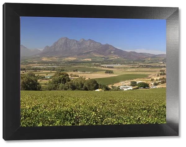 South Africa, Western Cape, Paarl, Fairview Wine Estate