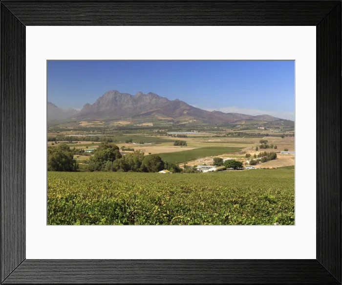 Framed Print : South Africa, Western Cape, Paarl, Fairview Wine Estate
