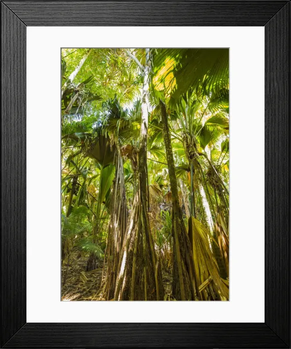 Framed Print : Coco de Mer palms, Vallei de Mai, Praslin, Seychelles Framed Print : Coco de Mer palms, Vallei de Mai, Praslin, Seychelles