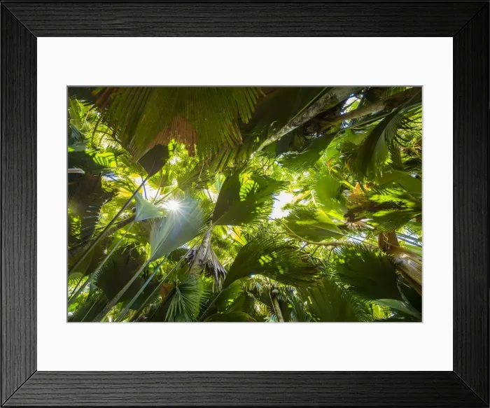 Framed Print : Coco de Mer palms, Vallei de Mai, Praslin, Seychelles