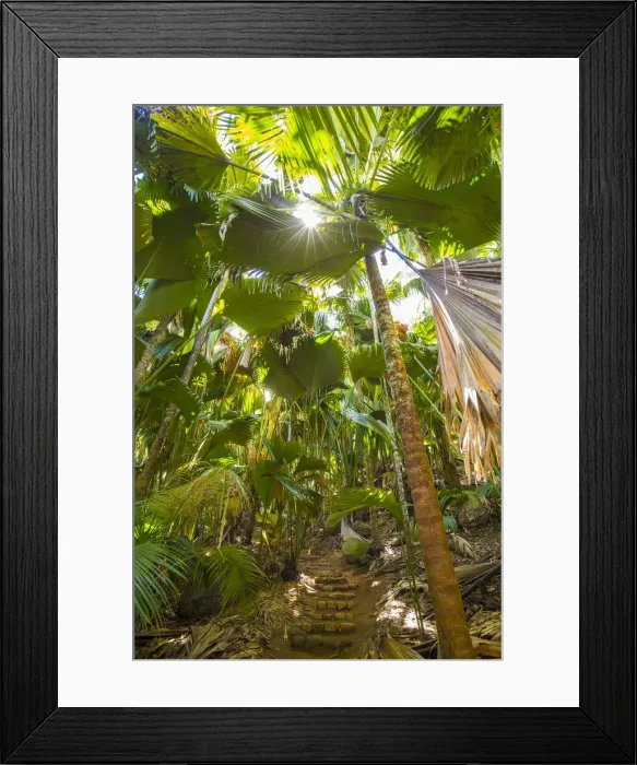 Framed Print : Coco de Mer palms, Vallei de Mai, Praslin, Seychelles
