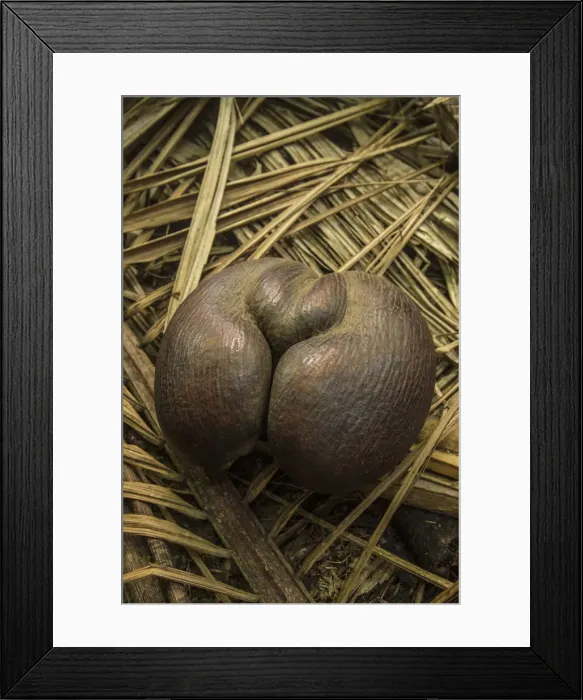 Framed Print : Coco de Mer coconut, Vallee de Mai, Praslin, Seychelles Framed Print : Coco de Mer coconut, Vallee de Mai, Praslin, Seychelles