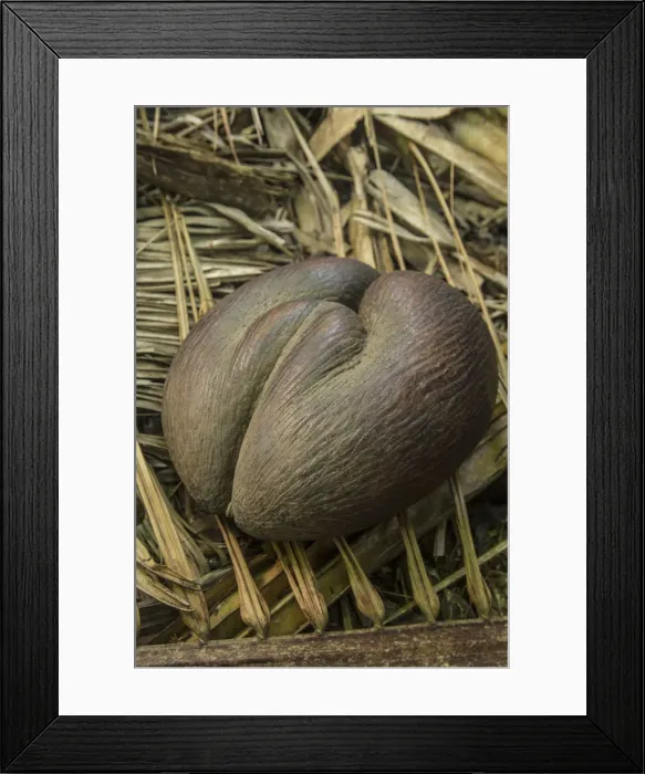 Framed Print : Coco de Mer coconut, Vallee de Mai, Praslin, Seychelles Framed Print : Coco de Mer coconut, Vallee de Mai, Praslin, Seychelles
