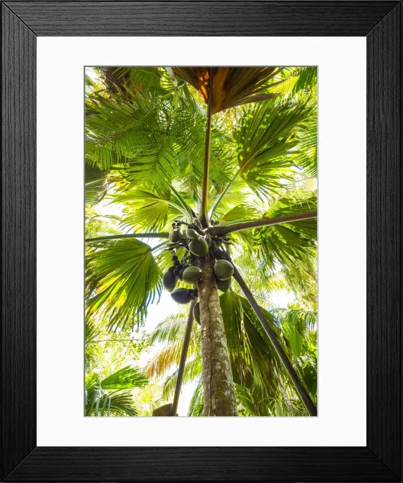 Framed Print : Coco de Mer palms, Vallei de Mai, Praslin, Seychelles Framed Print : Coco de Mer palms, Vallei de Mai, Praslin, Seychelles