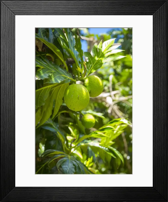 Framed Print : Bread Fruit, La Digue, Seychelles Framed Print : Bread Fruit, La Digue, Seychelles