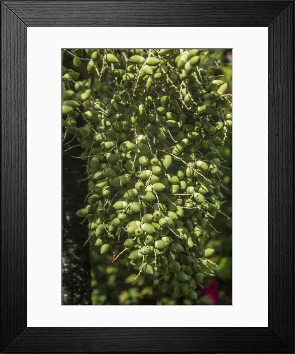 Framed Print : Dates growing on Palm tree, La Digue, Seychelles Framed Print : Dates growing on Palm tree, La Digue, Seychelles