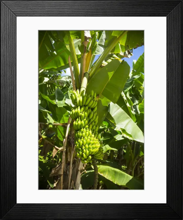 Framed Print : Bananas growing in a garden on La Digue, Seychelles Framed Print : Bananas growing in a garden on La Digue, Seychelles